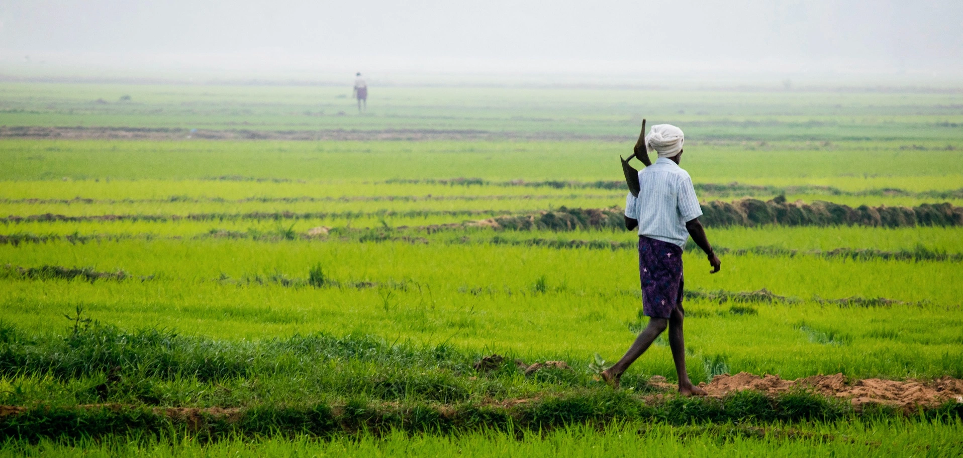 Online Agricultural FoodelthyNXT bidding platform