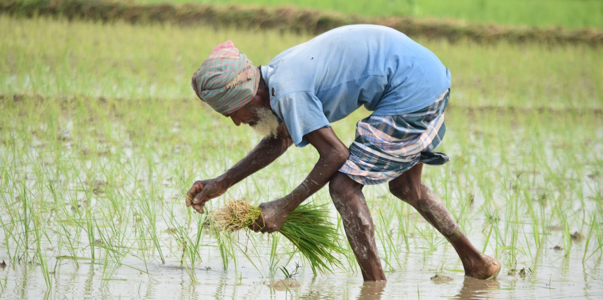 Online Agricultural FoodelthyNXT bidding platform